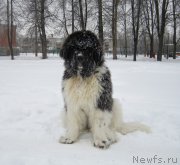 Превью фото № 220609