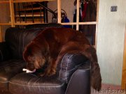 Превью фото № 220659