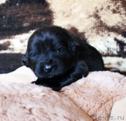 Превью фото № 220661