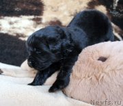 Превью фото № 220663