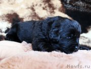 Превью фото № 220665