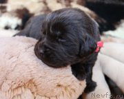 Превью фото № 220668