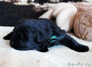 Превью фото № 220670