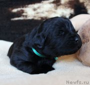 Превью фото № 220671