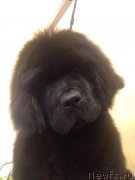 Превью фото № 220687