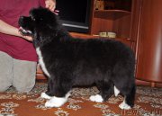 Превью фото № 220698