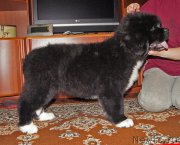 Превью фото № 220699