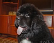 Превью фото № 220703