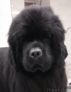 Превью фото № 220746