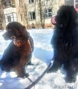 Превью фото № 220747