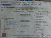 Превью фото № 220765