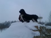 Превью фото № 220775