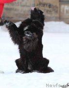 Превью фото № 220778