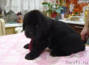 Превью фото № 220785