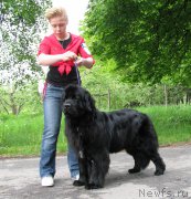 Превью фото № 220788