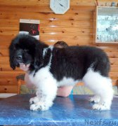 Превью фото № 220795