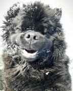 Превью фото № 220810