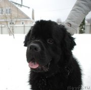 Превью фото № 220815