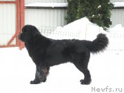 Превью фото № 220825