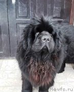 Превью фото № 220840