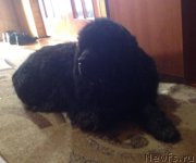 Превью фото № 220852