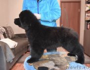 Превью фото № 220918