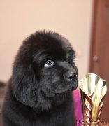 Превью фото № 220919