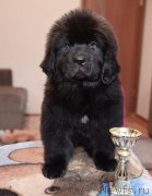 Превью фото № 220922