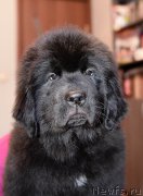 Превью фото № 220924