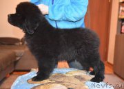 Превью фото № 220925