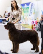 Превью фото № 220927