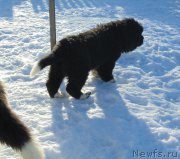 Превью фото № 220932