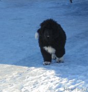 Превью фото № 220937