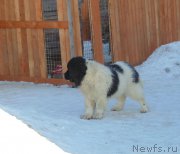 Превью фото № 220954