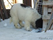 Превью фото № 220955