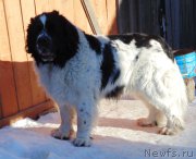 Превью фото № 220961