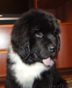 Превью фото № 220979