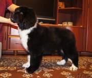 Превью фото № 220982