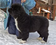 Превью фото № 221052