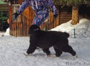 Превью фото № 221061