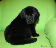 Превью фото № 221064