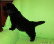 Превью фото № 221078