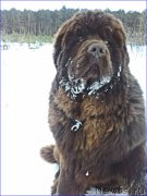 Превью фото № 221082