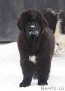 Превью фото № 221094