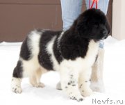 Превью фото № 221096