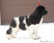 Превью фото № 221097