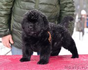 Превью фото № 221105