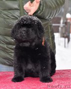 Превью фото № 221106