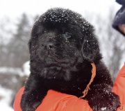 Превью фото № 221108