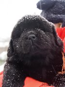 Превью фото № 221109